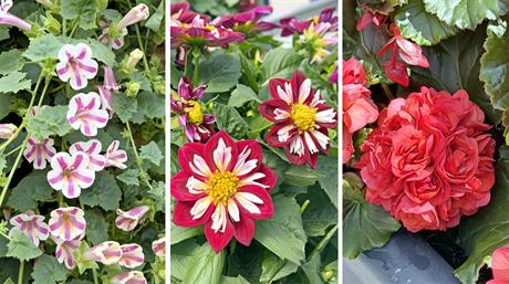 New Plants Radar: The plants that set tongues wagging at FlowerTrials 2026